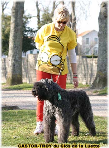 bouvier des flandres du clos de la luette - copyright déposé